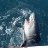 [Photo] Người đàn ông chiến đấu với cá mập trắng suốt 90 phút
