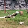 [Video] Màn rượt đuổi hài hước giữa hai chú hổ và con hạc