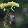 Con ếch bám chặt vào cành hoa. (Nguồn: Solent News)
