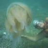 Người phụ nữ gan dạ chơi đùa cùng con sứa khổng lồ dưới biển