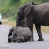[Photo] Màn giải cứu chú voi con bị ngã giữa đường đầy kịch tính