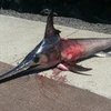 Con cá kiếm gây ra cái chết của ông Llanes. (Nguồn: CNN)