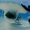 [Photo] Thợ lặn liều mạng chơi đùa cùng cá mập đầu búa khổng lồ