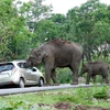 [Photo] Du khách sợ hãi khi bị con voi "trấn lột" giữa đường