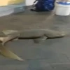 Người đàn ông gây sốc khi bán cá mập còn sống trước cửa siêu thị