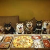 Các chú chó có tên là Zero, Butter, Odin, Roxy, Mika và We. (Nguồn: Instagram)