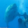 Con cá mập trắng khổng lồ. (Nguồn: Daily Mail)