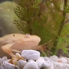 [Photo] Chú ếch nuốt chửng con cá chép koi trong chớp mắt