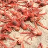 Hàng nghìn con tôm dạt lên bờ. (Nguồn: rt.com)