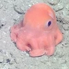 [Photo] Vẻ ngoài đáng yêu của chú bạch tuộc hồng có đôi mắt lớn