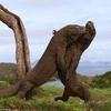 [Photo] Rồng Komodo quyết đấu như trong phim "Thế giới khủng long"