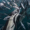 Những chú cá heo, cá voi, chim biển hay hải cẩu đã có cơ hội nạp đầy năng lượng khi đối mặt với đàn cá mòi khổng lồ. (Nguồn: Daily Mail)