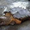 Vẻ ngoài đáng sợ của con rùa cá sấu. (Nguồn: Daily Mail)