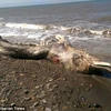 Sinh vật kỳ lạ trôi dạt vào bờ. (Nguồn: Daily Mail)