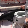 Con cá heo bị thương nặng khi làm loạn trên thuyền. (Nguồn: Daily Mail)