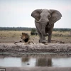 Sư tử hoảng loạn tháo chạy vì suýt bị voi to lớn dẫm chết