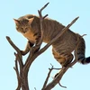 Chú mèo rừng tinh ranh leo lên cây để tránh linh miêu tai đen