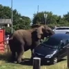 Con voi phá chiếc xe của du khách. (Nguồn: Daily Mail)