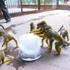 Các chú khỉ sờ vào đá để quên đi thời tiết nắng nóng. (Nguồn: CCTV)