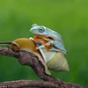 Con ếch cố leo lên lưng chú ốc sên. (Nguồn: Daily Mail)