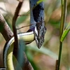 [Photo] Con rắn hung dữ tấn công và nuốt chửng đồng loại