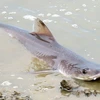 Một con cá mập Smooth-hound. (Nguồn: Daily Mail)
