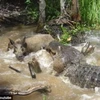 Con cá sấu lao tới cắn chú lợn rừng. (Nguồn: Daily Mail