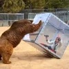 Con gấu đẩy khối lập phương. (Nguồn: Daily Mail)