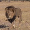 Chú sư tử Cecil bị giết một cách dã man. (Nguồn: Daily Mail)