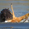 Hai con hà mã tỏ ra vô cùng hung dữ khi cố gắng dìm chú linh dương xuống nước. (Nguồn: Barcroft Media)