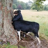 Đầu của chú bò bị mắc kẹt trong thân cây. (Nguồn: PA)