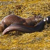 Hàm răng sắc nhọn của rái cá cắm thẳng vào cổ của chú lươn. (Nguồn: Daily Mail)
