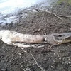 [Photo] Xác “quái vật biển” bí ẩn trôi dạt vào bờ biển nước Anh