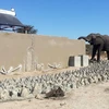 Chú voi bỗng nhiên xuất hiện trong nhà vệ sinh. (Nguồn: CCTV)