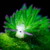 Vẻ ngoài đáng yêu của loài sên biển Costasiella kuroshimae. (Nguồn: Daily Mail)
