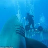 Con cá mập trắng khổng lồ. (Nguồn: Daily Mail)