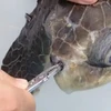 Mẩu nhựa trong hốc mũi của chú rùa. (Nguồn: YouTube)