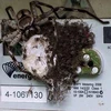 Hàng trăm con nhện bu kín chiếc công tơ điện. (Nguồn: Daily Mail)