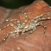 Loài nhện thuộc chi Selenops trong họ nhện Selenopidae. (Nguồn: Daily Mail)