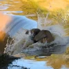 Con sư tử bị ngã vào thác nước. (Nguồn: Daily Mail)