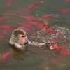 Con khỉ đã lao xuống nước để giải nhiệt, tìm kiếm thức ăn. (Nguồn: CCTV)