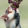 Một chú chuột Hamster cố với lấy quả mâm xôi ở Vienna, Italy. (Nguồn: Caters)