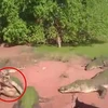 Hai con cá sấu lao vào tấn công nhau. (Nguồn; Daily Mail)