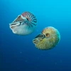 Ốc anh vũ thuộc chi Allonautilus (dưới) và ốc anh vũ thuộc chi Nautilus. (Nguồn: Peter Ward) 