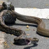 Con trăn quấn chặt lấy chú rắn hổ mang. (Nguồn: Daily Mail)