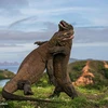 Cuộc chiến giữa hai con rồng Komodo ở Indonesia. Bức ảnh của nhiếp ảnh gia Andrey Gudkov, Nga.