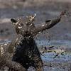 Mặt con báo đốm dính đầy bùn sau màn săn mồi ấn tượng. (Nguồn: Barcroft Media)