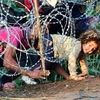 Người nhập cư chui qua hàng rào thép gai tại biên giới Hungary-Serbia. (Nguồn: AFP)