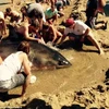 Người dân đổ nước lên người cá mập để giúp nó không bị khô. (Nguồn: Daily Mail)