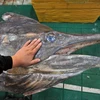 Đây là con cá kiếm lớn nhất mà một người từng câu được. (Nguồn: CCTV)